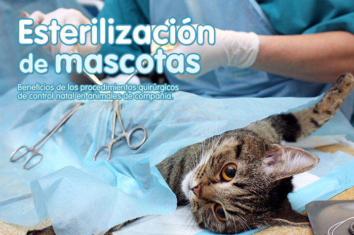 Esterilización de mascotas
