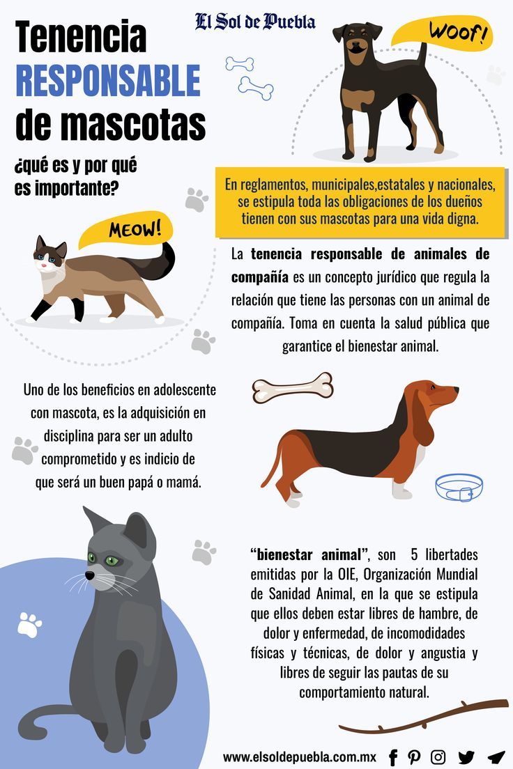 Tenencia responsable de mascotas